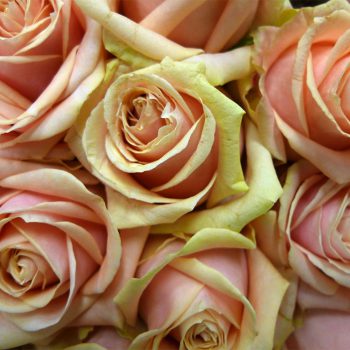 workshop bloemcreatie henry fantin-latour