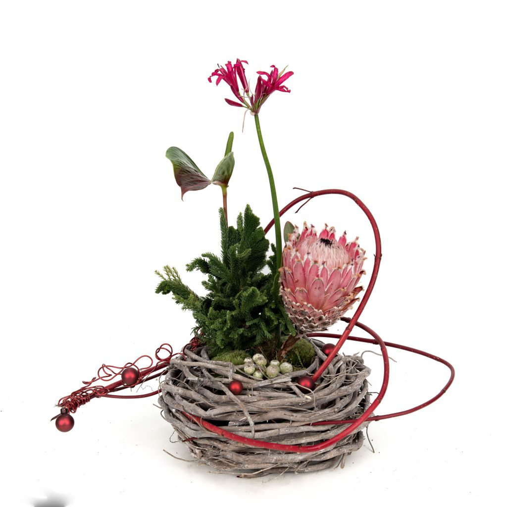 Christmas Creation with Protea