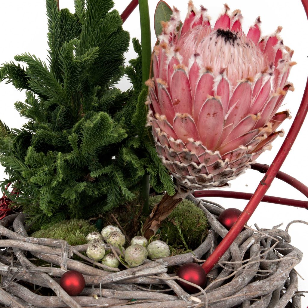 Christmas Creation with Protea - Image 2