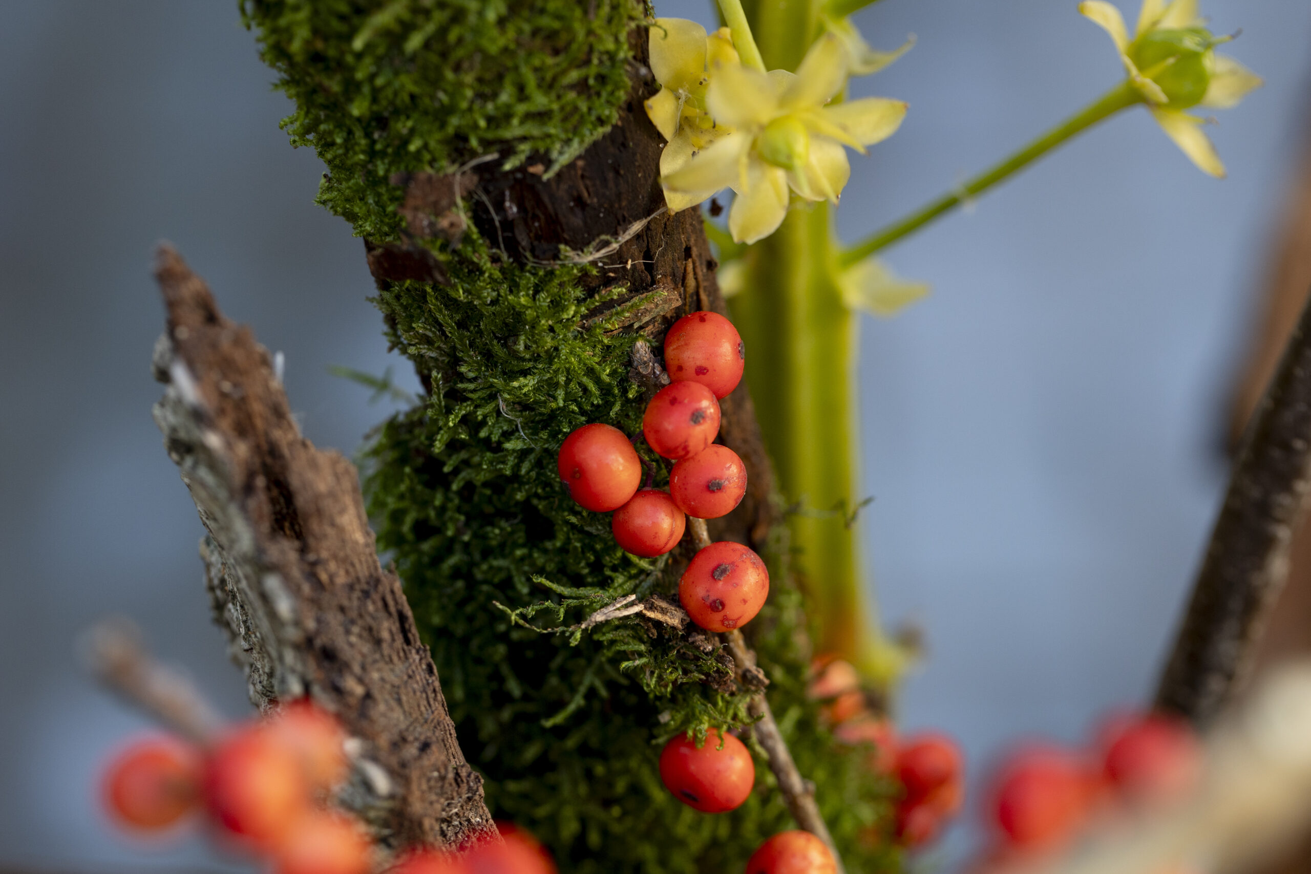 kerstworkshop met ilex en mos